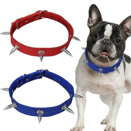 KÖPEK TASMASI ÇİVİLİ